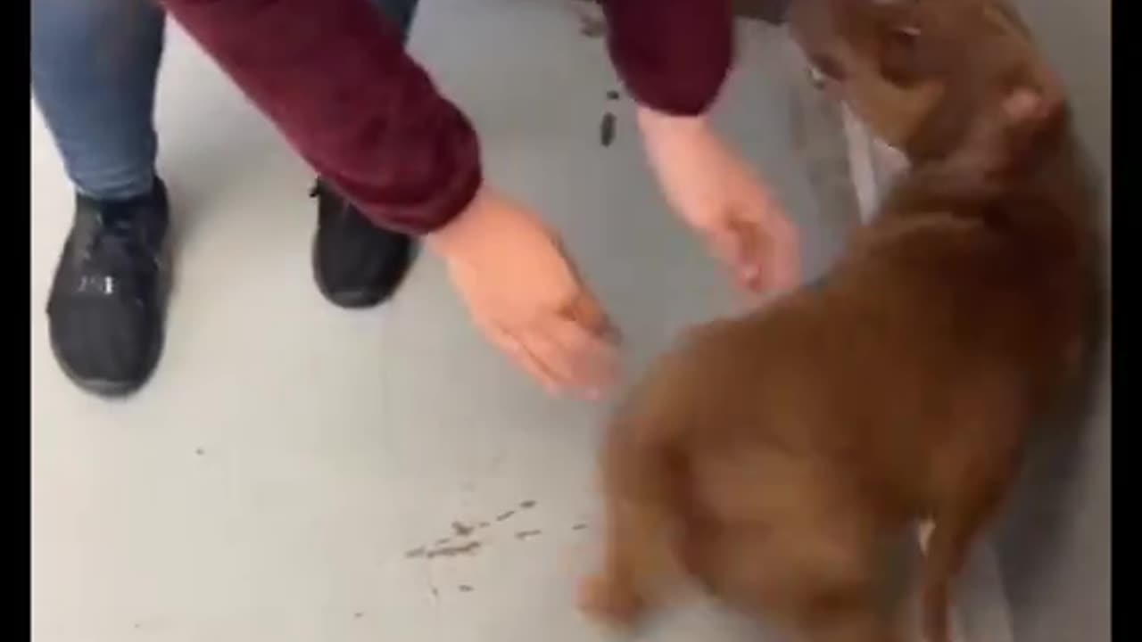 Dog Cries Out In Happiness After Months Apart From Owner