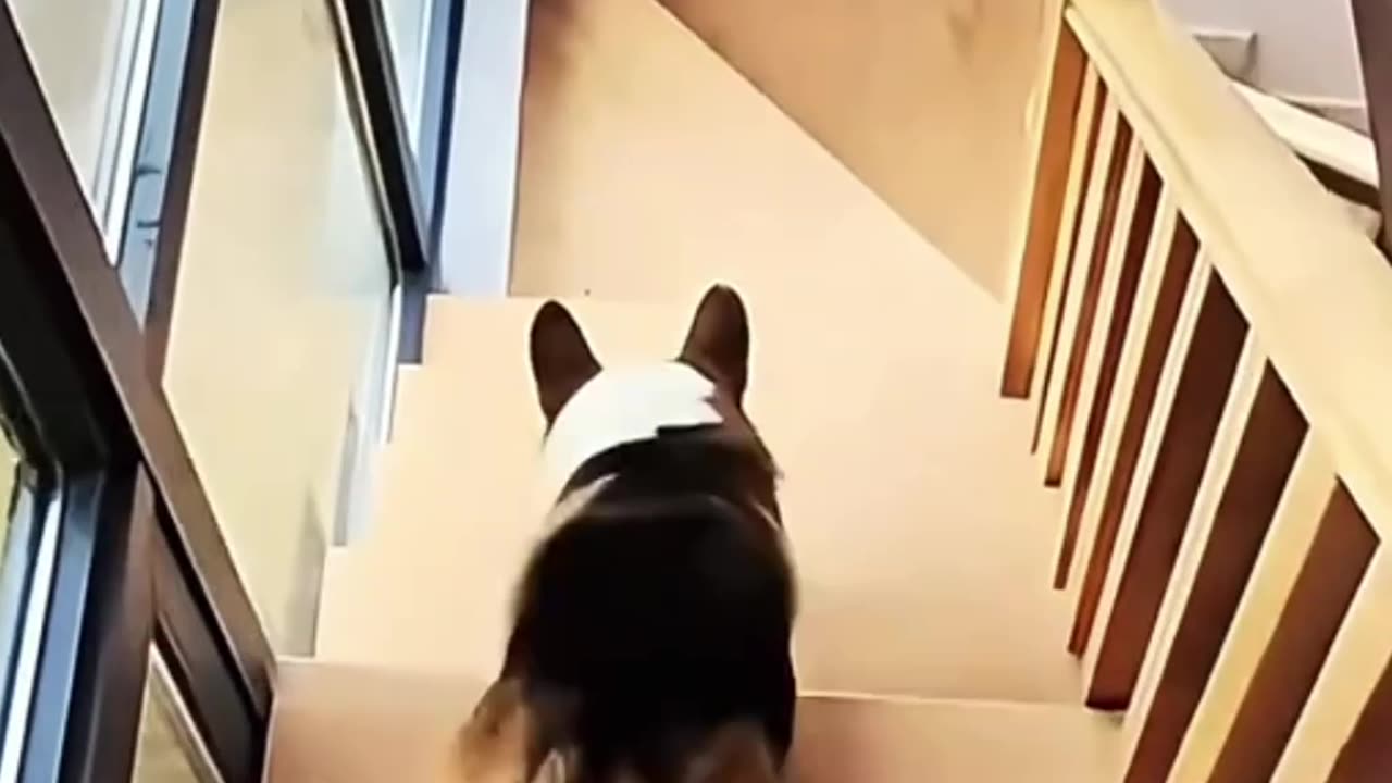 Try not to laugh 😂😂