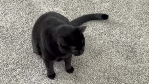 Cute Precious Piper Greets Me in the Lobby - My Adopted Shelter Cat Vlog