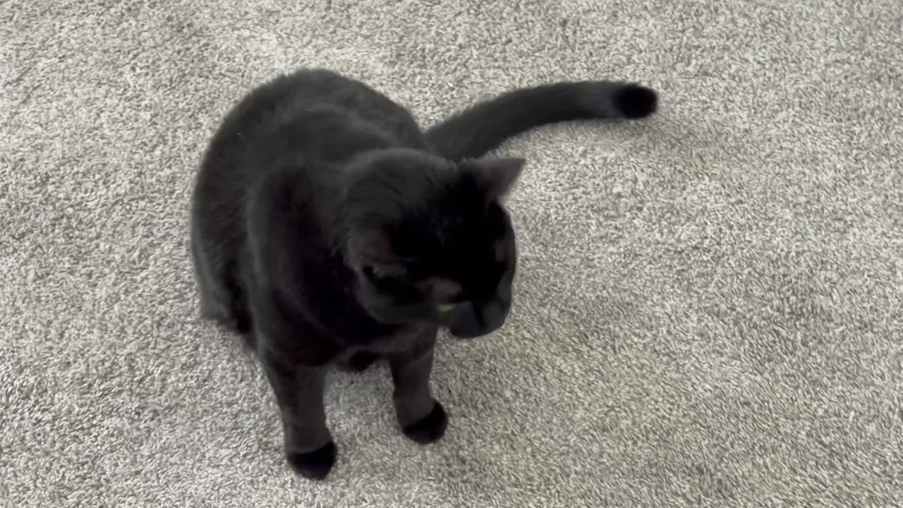 Cute Precious Piper Greets Me in the Lobby - My Adopted Shelter Cat Vlog