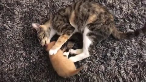 Charming Cats & Kittens: Adorable Antics and Feline Grace