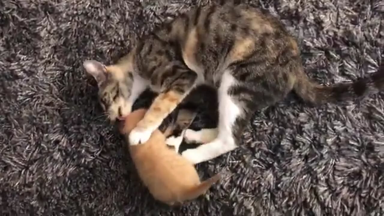 Charming Cats & Kittens: Adorable Antics and Feline Grace