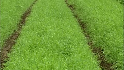 Cover Croppin... - Cover Cropping Techniques - Ol' Turtle Farm, Easthampton, MA - edu.uvm.cropping.9