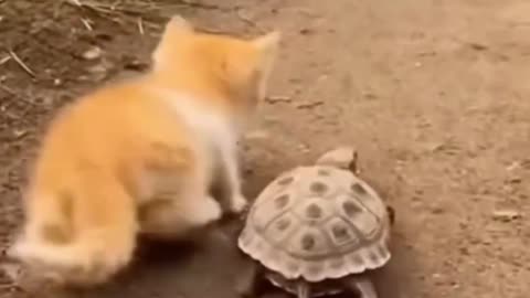Cat and turtle walking together