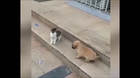 Cat Vs Dog Fight