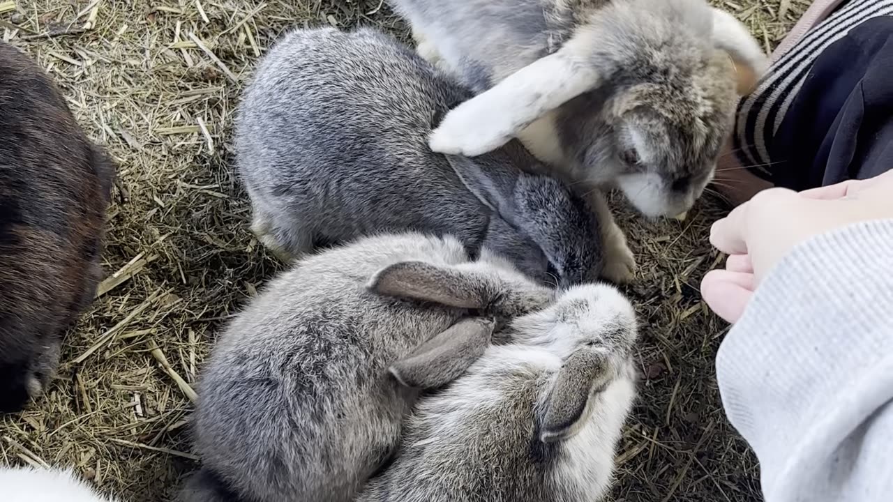 This relaxed bunny is lounging in the sun