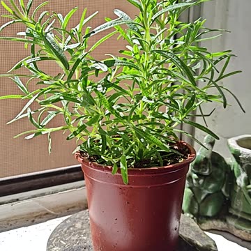 Orgone Energy For Plant Growth 🌿