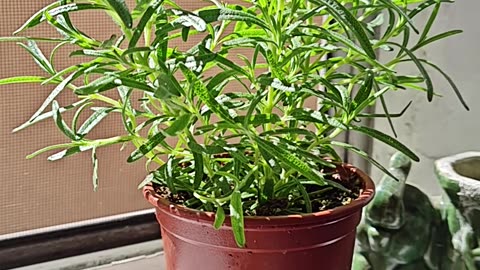 Orgone Energy For Plant Growth 🌿