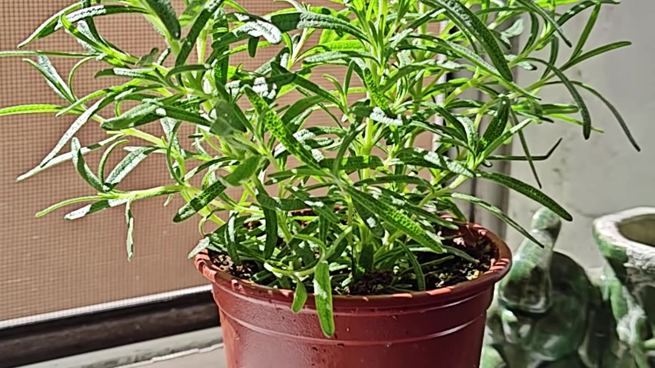 Orgone Energy For Plant Growth 🌿