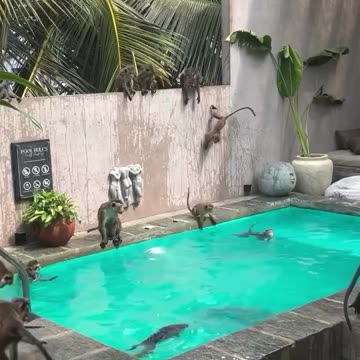 Honey we got the place with the pool 😂