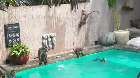 Honey we got the place with the pool 😂