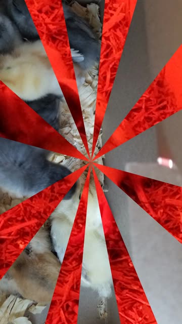 "Let me sing to you the song of my people." #SparklegleamFarm #Beverly #Chicken #farm #farmanimals