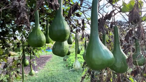 Gourds Harvest
