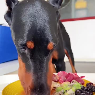 Your Dog's Mealtime Rituals: The Little Eating Habits of Dogs