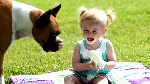 Funny little girl reaction on boxer dog