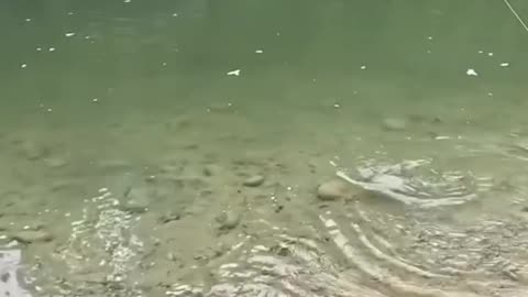 Outdoor Creek Fishing Adventure: Catching Wild Fish