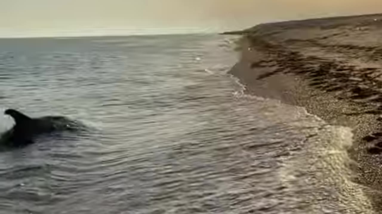 Never seen before Video! Amazing encounter of a dog and a dolphin!