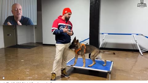 Miracle K9 - Going "Bonkers" with Balanced Dog Training - Pt 9
