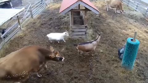 Woe Day 109. I am in the ark. Waiting for GOD to open the Door for a spring/summer Pentecost rapture