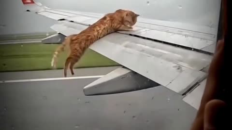 Stowaway Cat on Airplane Wing! Wait for the twist! 😂