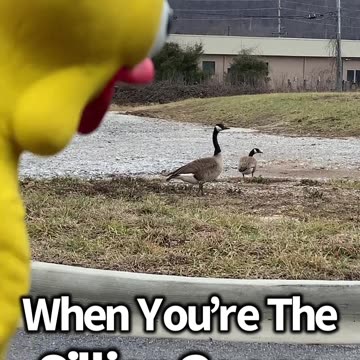 When You Are The Sillier Goose