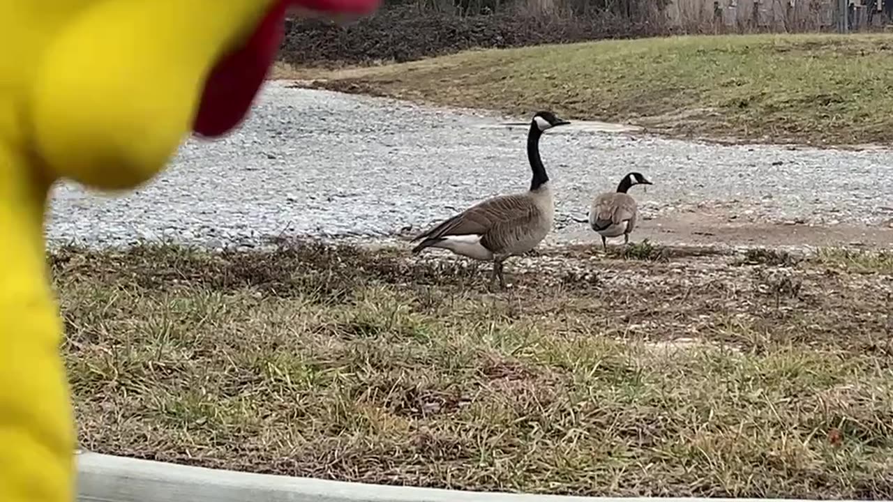 When You Are The Sillier Goose