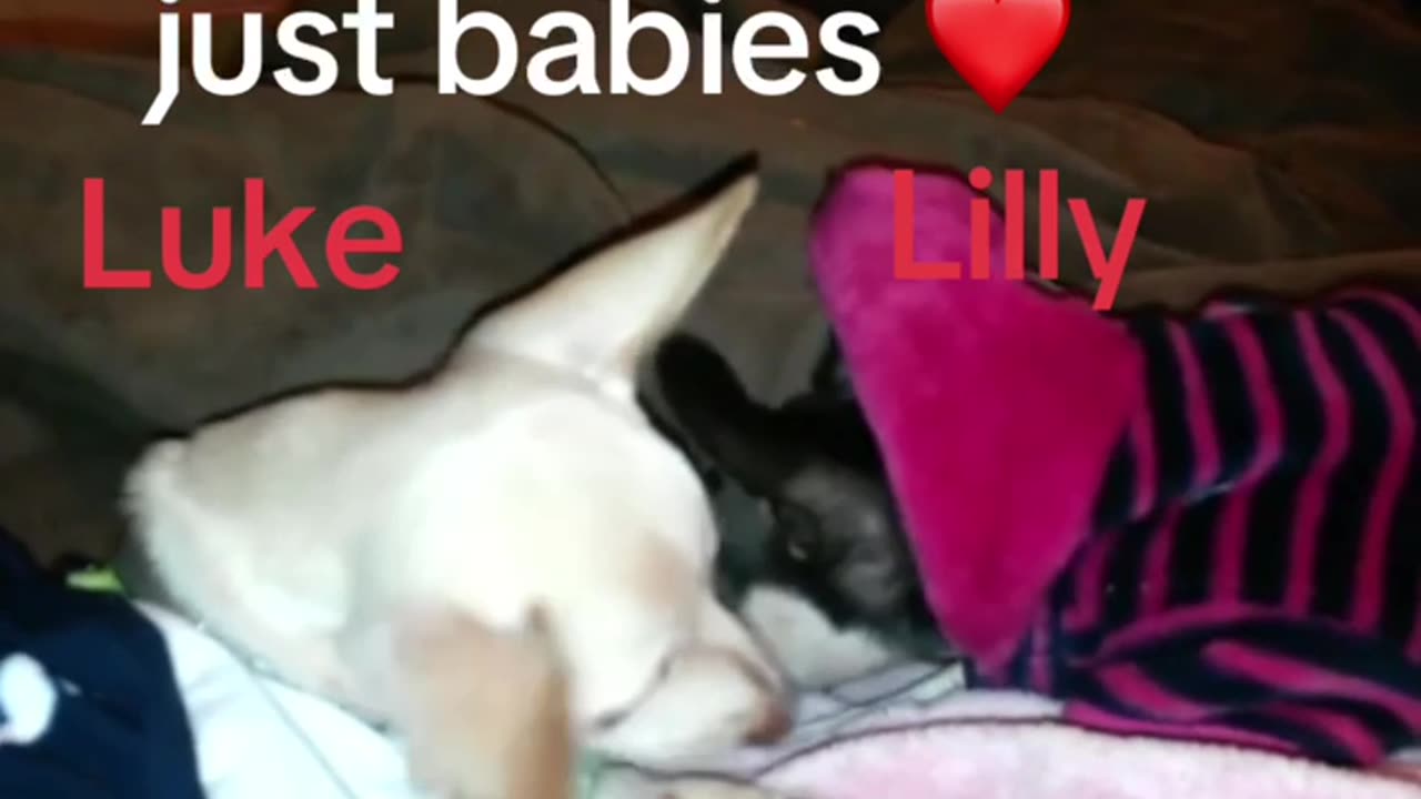 Luke and Lilly 2016 - my babies