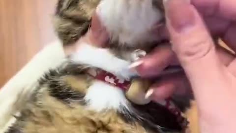 Cat Boogers