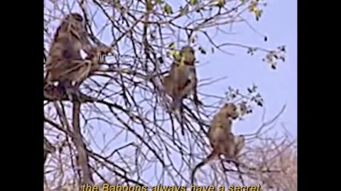 ✨🦍 How Baboons Find Water Sources in the Wild! | FeedMyCuriosity