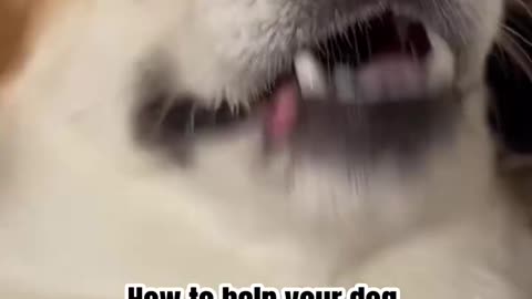 How to help your dog lose weight... (and still love you!