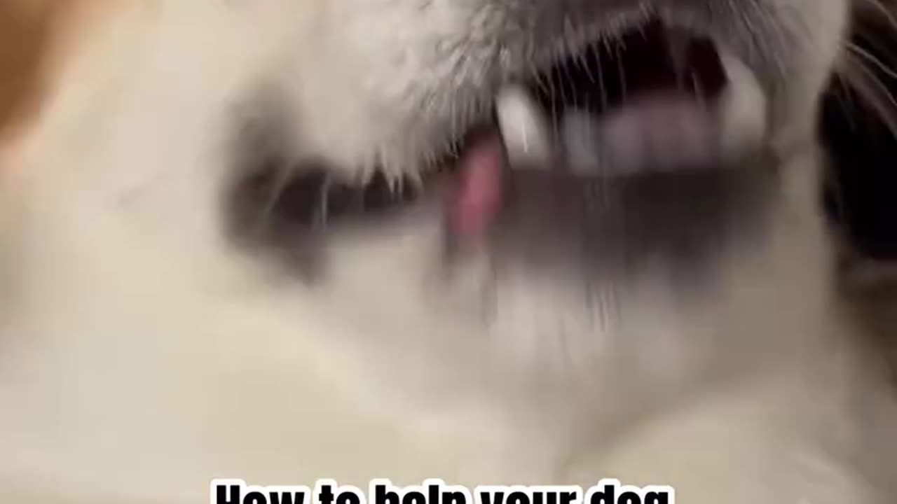 How to help your dog lose weight... (and still love you!