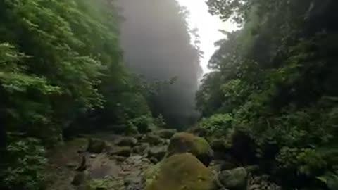 Let's go deep forest to celebrate nature's vicinity....
