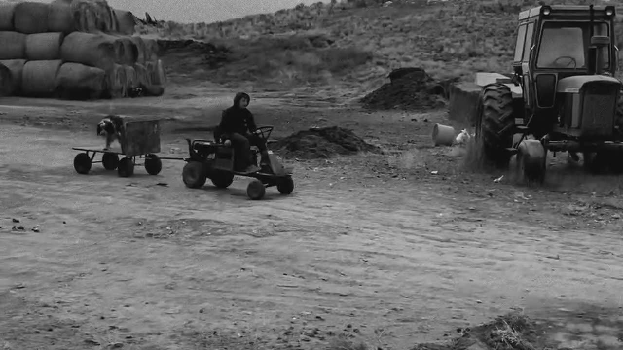 Hauling Cow !! cartercountrymeats.com