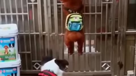 Funny Dogs Video