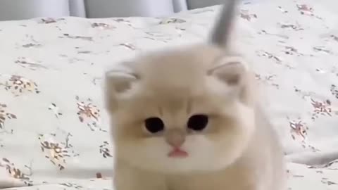 Cute Baby KittCute baby kitten sound ❤️