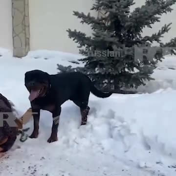 A heroic mother in Yekaterinburg, Russia, used her