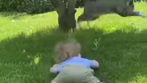 Outdoor Cat Mode: Chaos Unlocked 🤪👶🐾