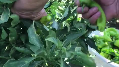 three-nosed pepper harvest