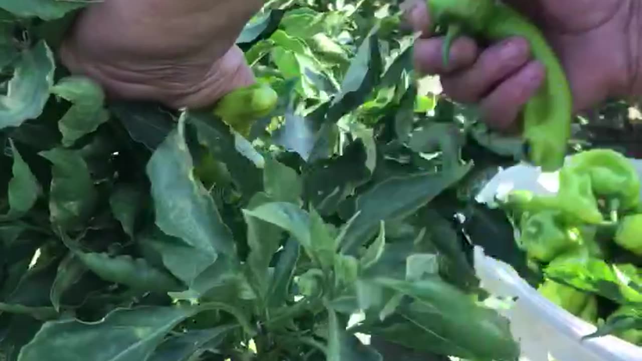 three-nosed pepper harvest