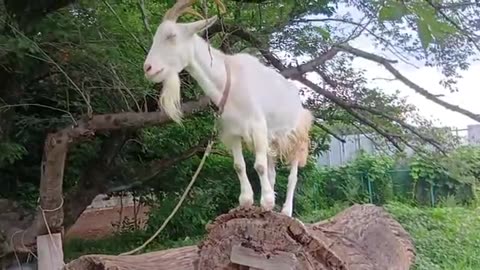 ８月の山羊さん