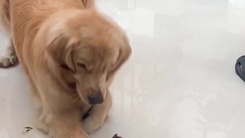 Funny Animal Moment: Dog Meets Lobster for the First Time 🐶🦞