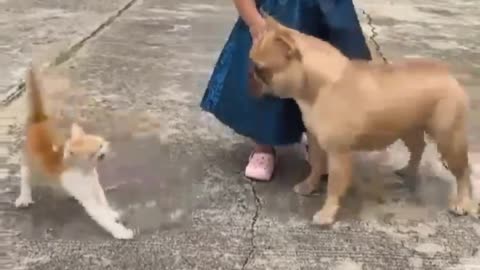 Cat and dog funny