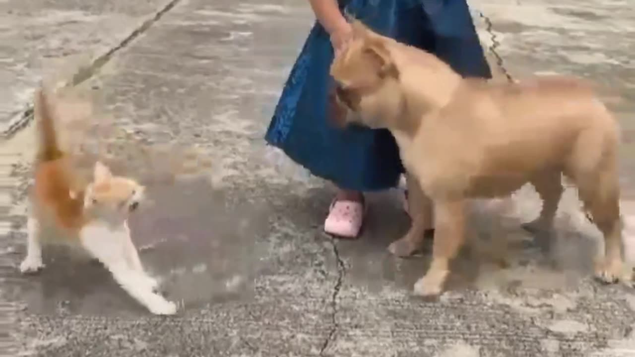 Cat and dog funny