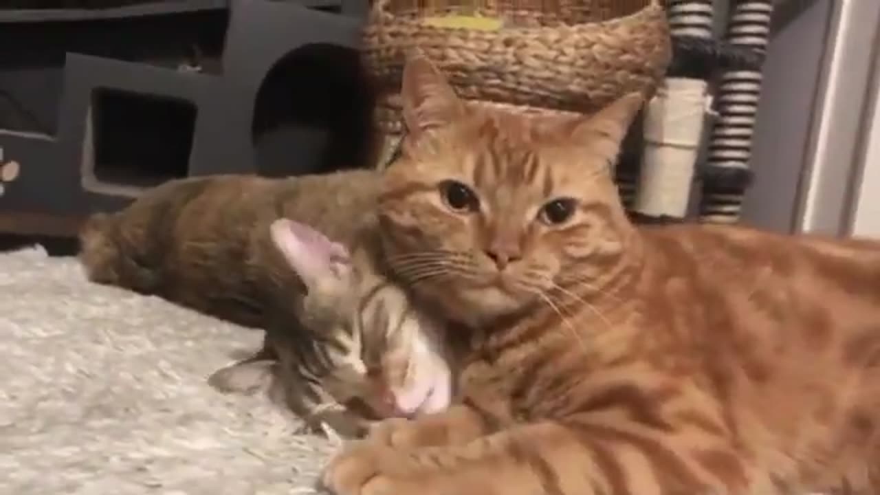 12 Minutes of Funny Cat Videos - Part 133