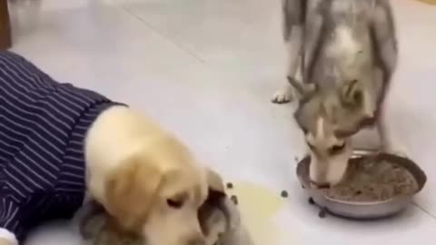 Husky and Labrador eating food funny videos #husky #Labrador #dog ## #funny →