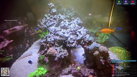 24/7 Real Live Reef Stream