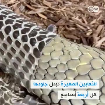 To3ban yoghir jildho