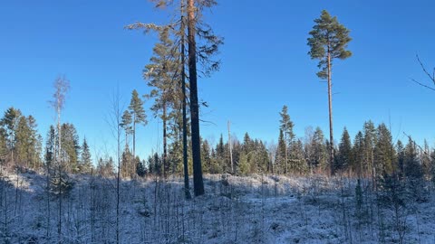 Skogpod 24. november 2025