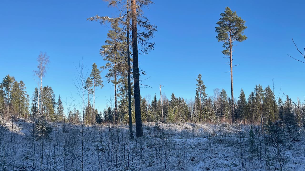 Skogpod 24. november 2025