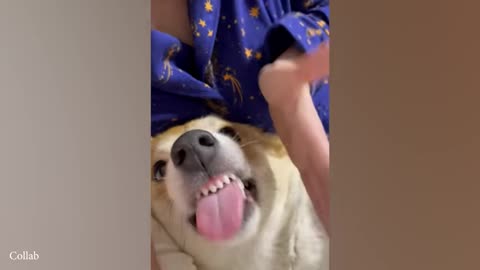 Super Funny Animals Laugh until You Drop to Tears part 2